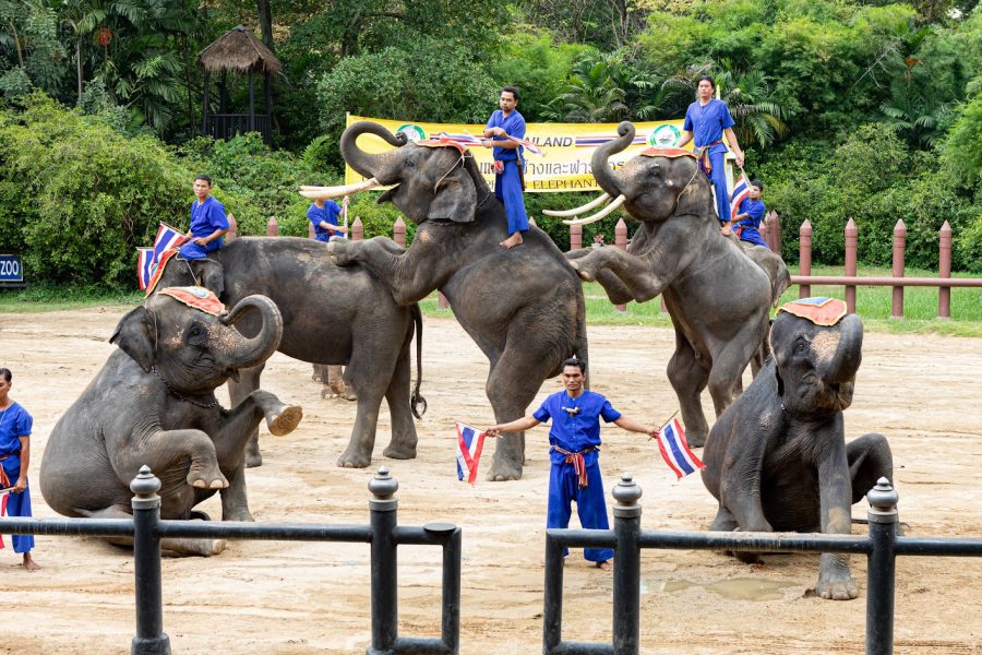 Samphran Elephant Group & Zoo