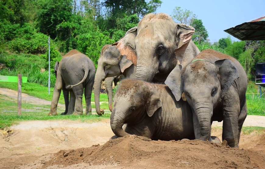 Elephant Jungle Sanctuary Phuket