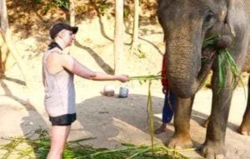Elephant Jungle Sanctuary Phuket