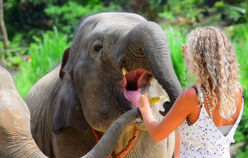 Elephant Jungle Sanctuary Phuket