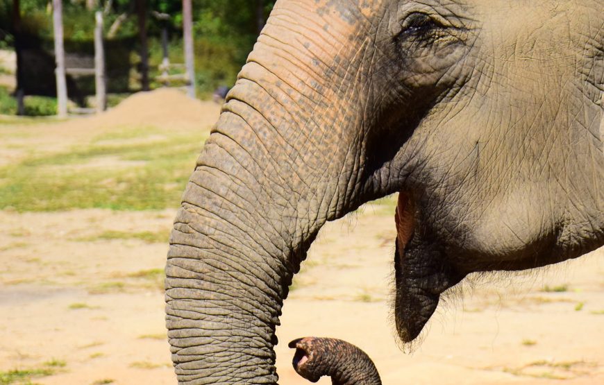 Elephant Jungle Sanctuary Pattaya