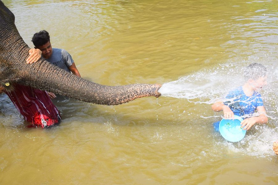 Elephant Jungle Sanctuary Pattaya