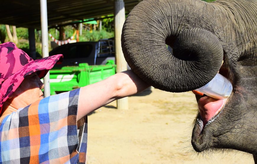 Elephant Jungle Sanctuary Pattaya