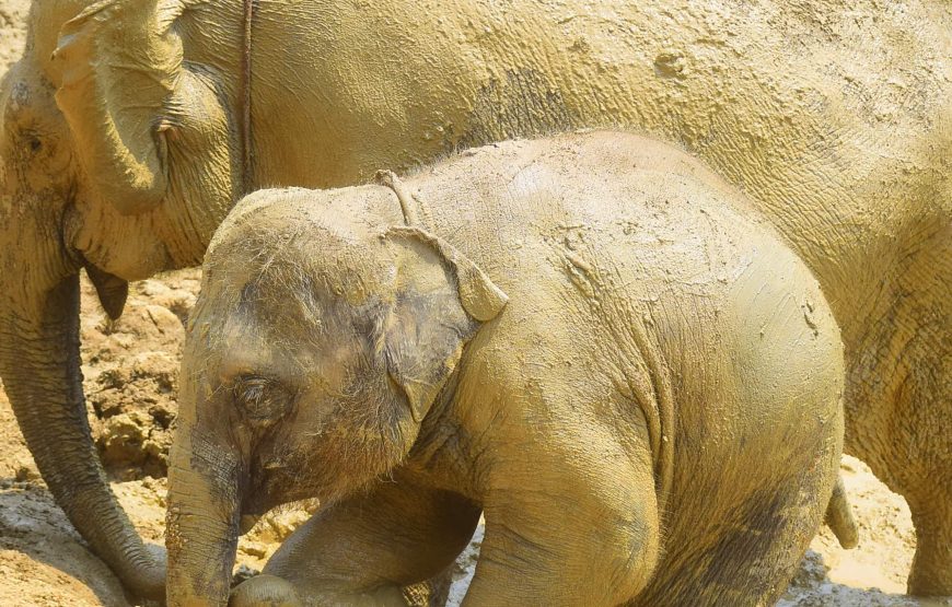 Elephant Jungle Sanctuary Pattaya