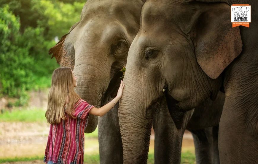 Elephant Jungle Sanctuary – Chiang Mai