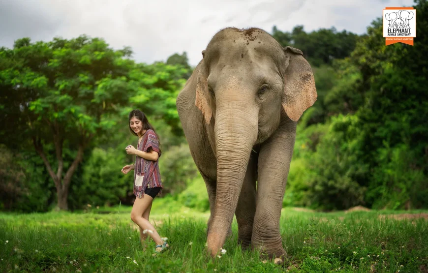 Elephant Jungle Sanctuary – Chiang Mai
