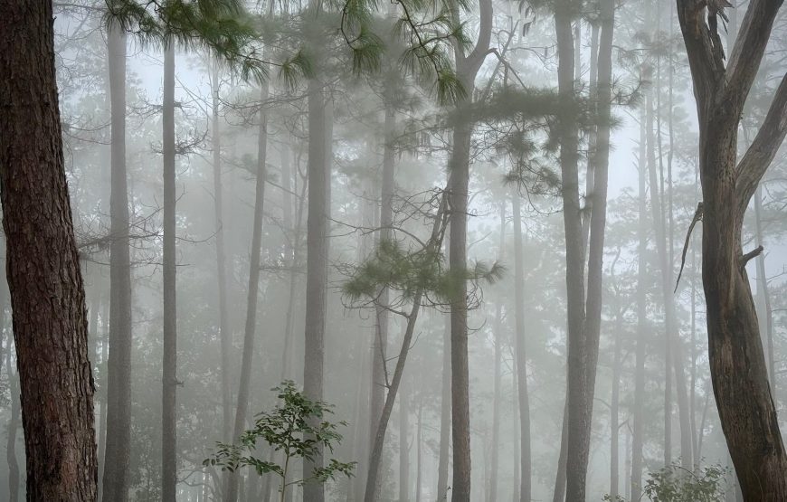 Queen Sirikit Botanic Garden