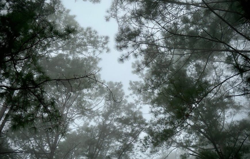 Queen Sirikit Botanic Garden