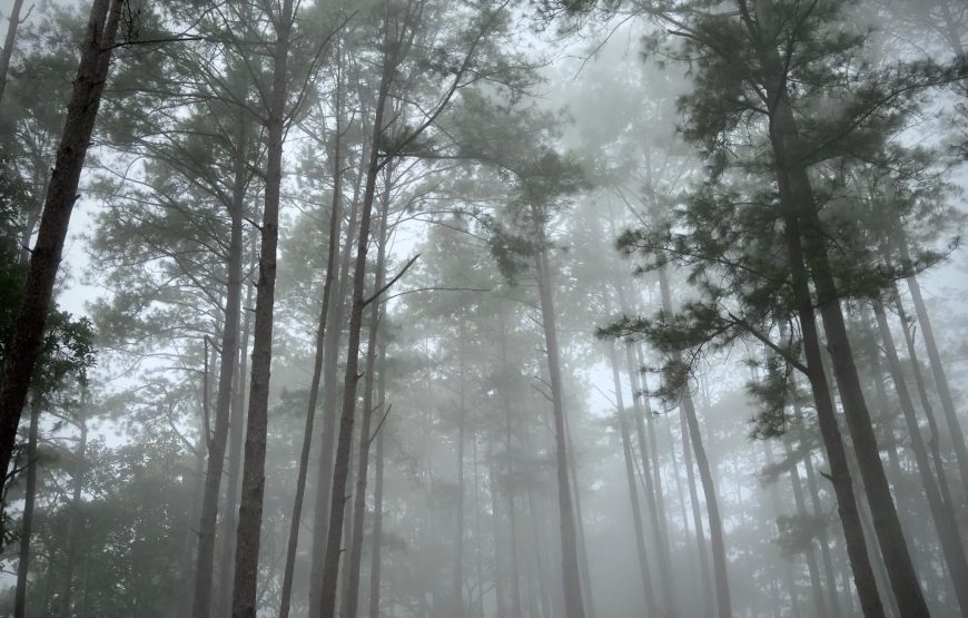 Queen Sirikit Botanic Garden