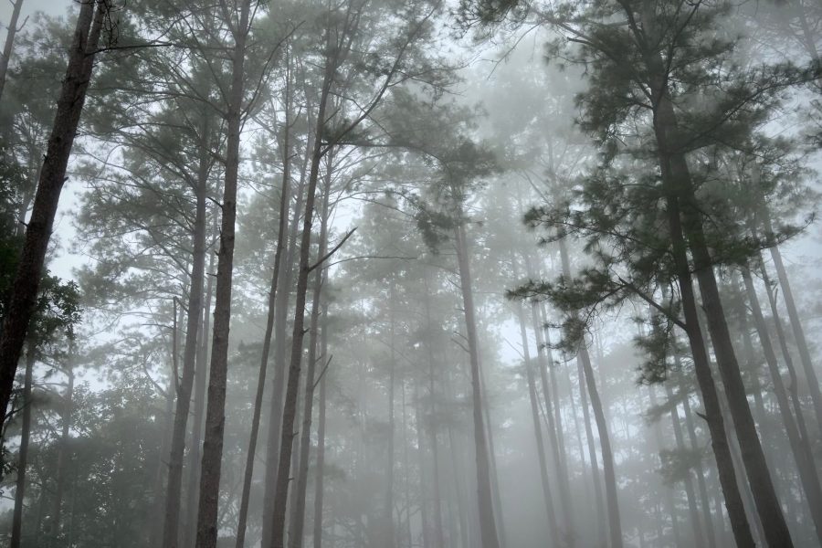 Queen Sirikit Botanic Garden