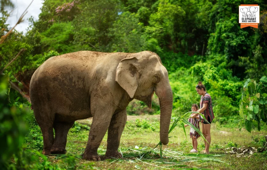 Elephant Jungle Sanctuary – Chiang Mai