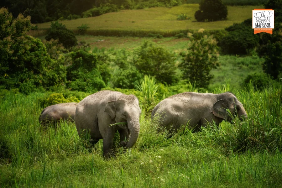 Elephant Jungle Sanctuary – Chiang Mai