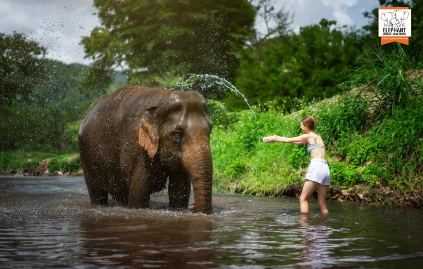 Elephant Jungle Sanctuary – Chiang Mai