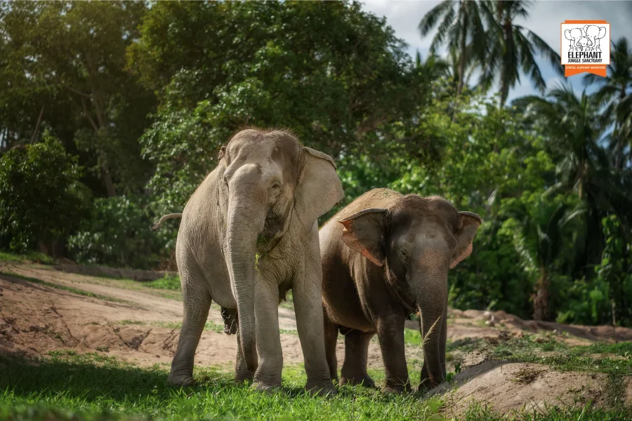Elephant Jungle Sanctuary
