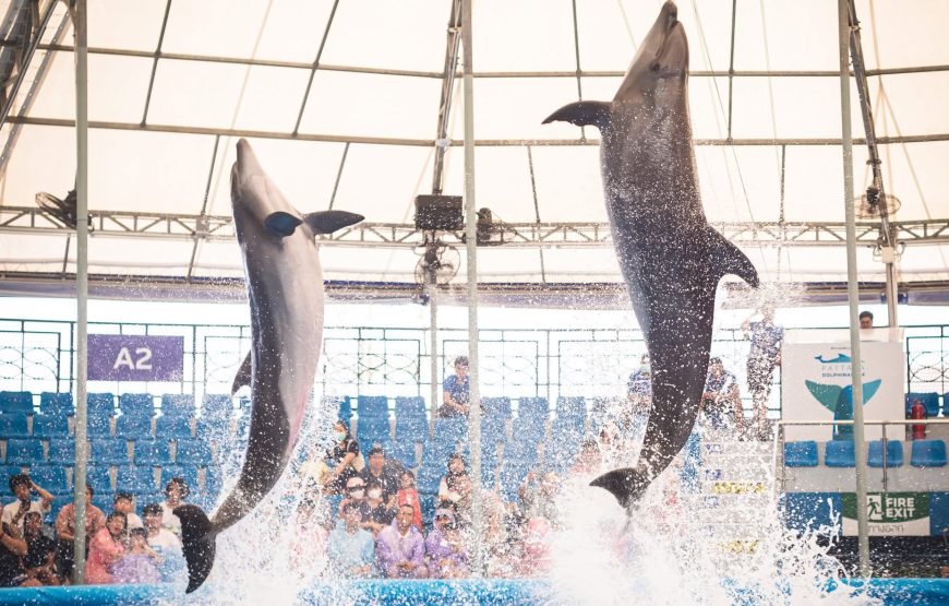 Pattaya Dolphinarium