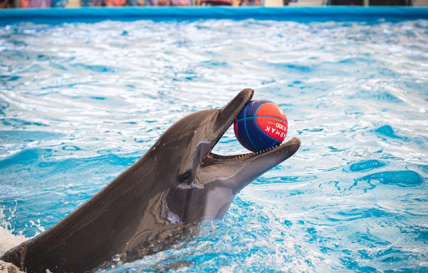 Pattaya Dolphinarium