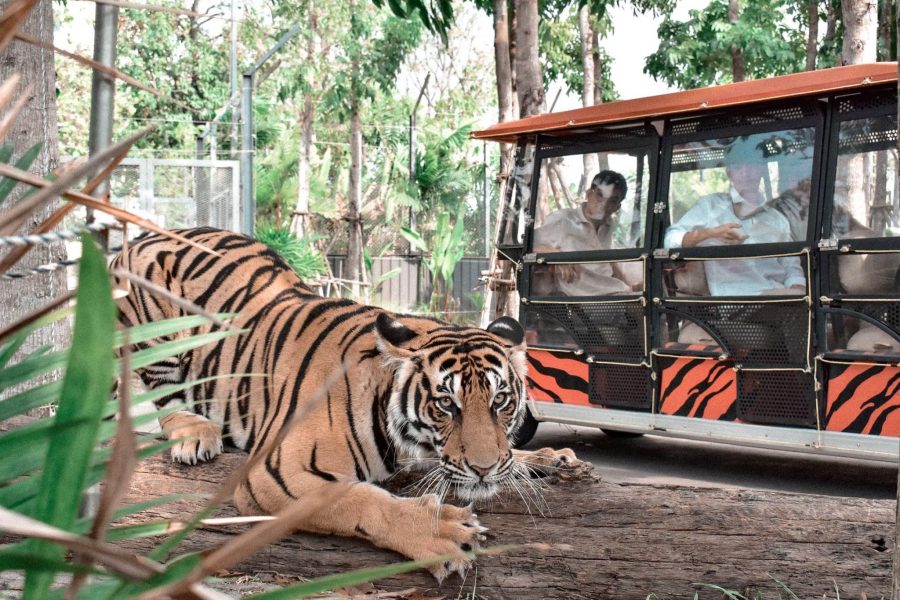 ไทเกอร์ปาร์ค