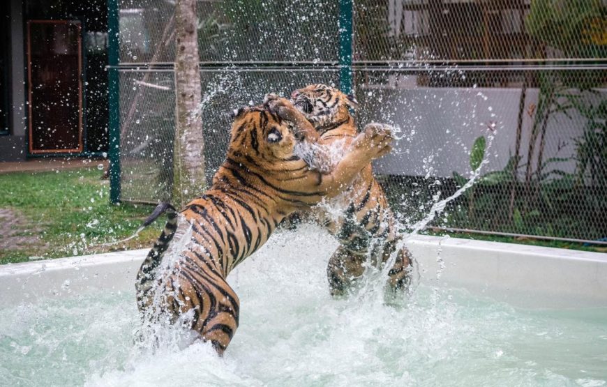 ไทเกอร์ปาร์ค