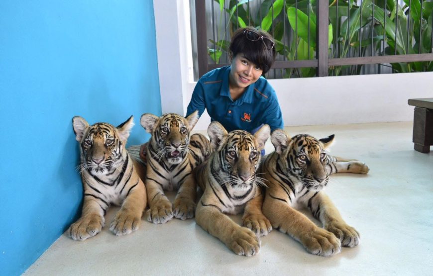 ไทเกอร์ปาร์ค