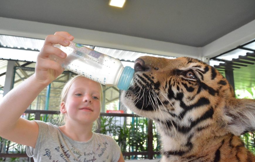 ไทเกอร์ปาร์ค