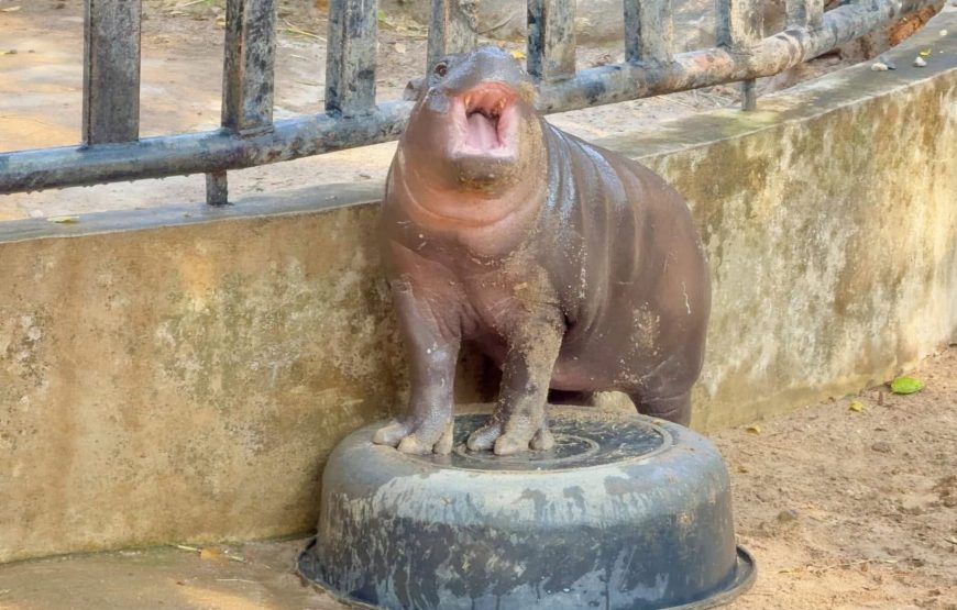 สวนสัตว์เปิดเขาเขียว