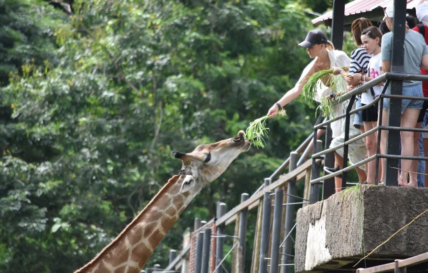 สวนสัตว์เปิดเขาเขียว