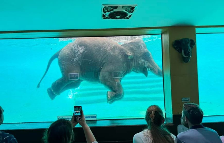 สวนสัตว์เปิดเขาเขียว