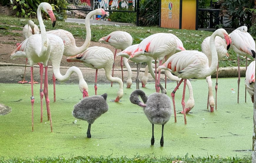 สวนสัตว์เปิดเขาเขียว