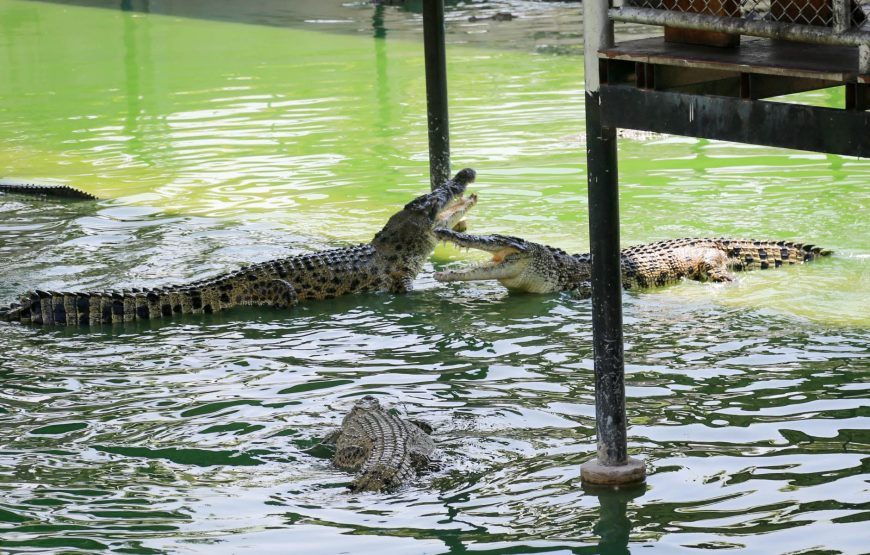 Sri Ayutthaya Lion Park
