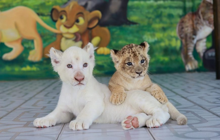 Sri Ayutthaya Lion Park