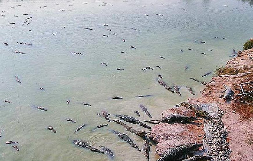 อุทยานหินล้านปีและฟาร์มจระเข้พัทยา