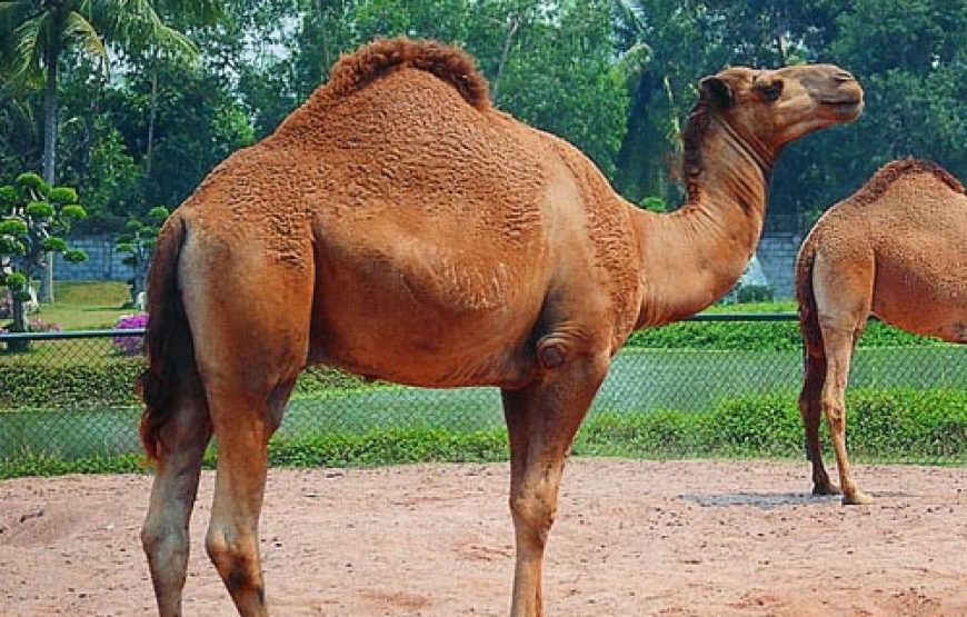 อุทยานหินล้านปีและฟาร์มจระเข้พัทยา