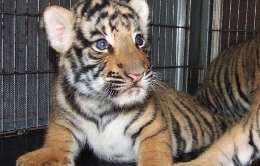 อุทยานหินล้านปีและฟาร์มจระเข้พัทยา