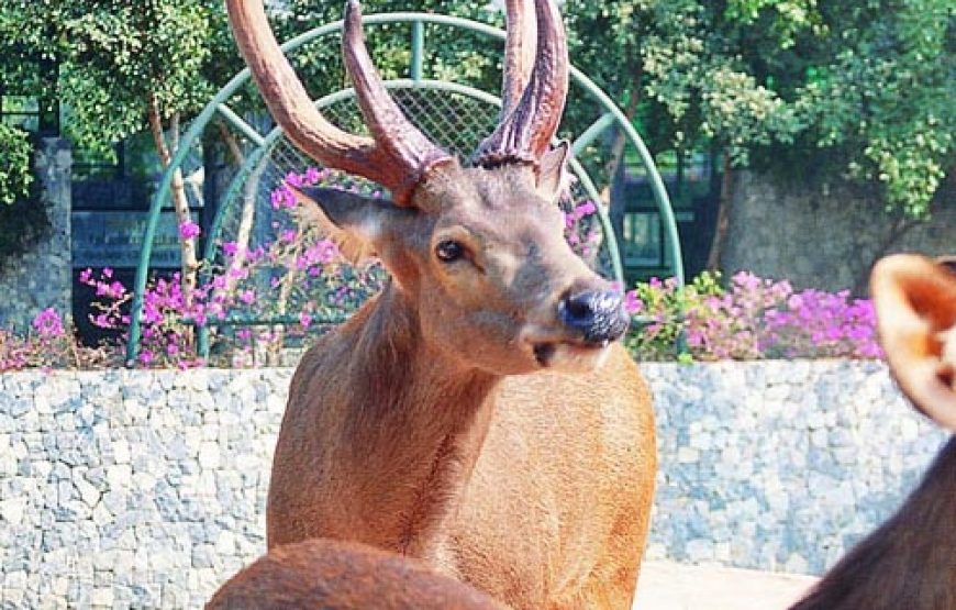 อุทยานหินล้านปีและฟาร์มจระเข้พัทยา