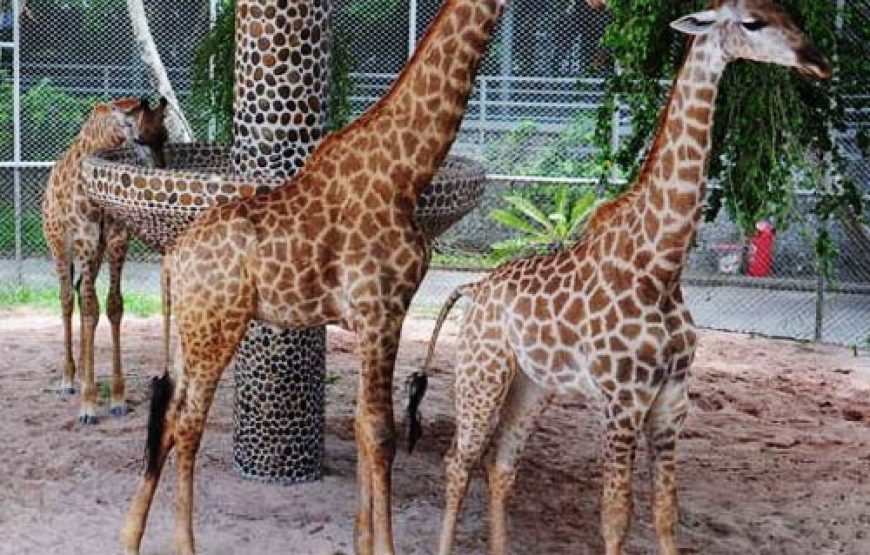 อุทยานหินล้านปีและฟาร์มจระเข้พัทยา