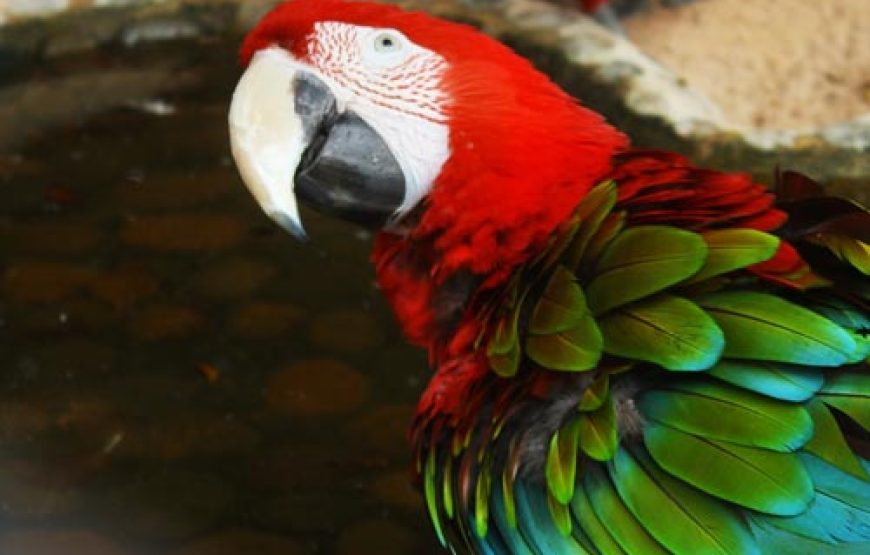 อุทยานหินล้านปีและฟาร์มจระเข้พัทยา