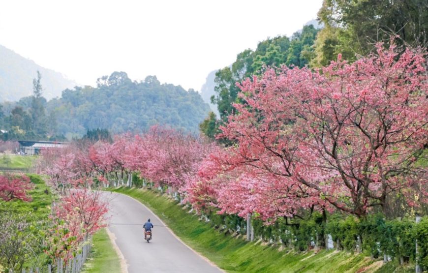 ทัวร์เชียงใหม่ 1 วัน (โปรแกรม 4)