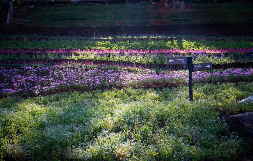 ทัวร์เชียงใหม่ 1 วัน (โปรแกรม 8)