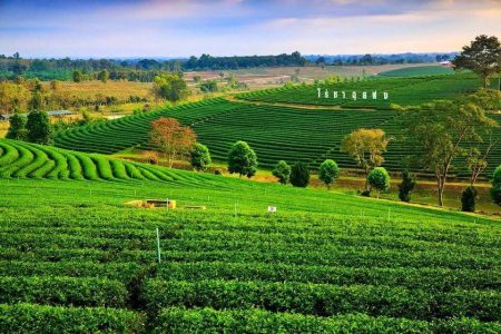 ทัวร์เชียงใหม่ 1 วัน (โปรแกรม 8)